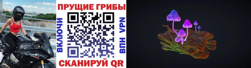 где продают   Мытищи  Галлюциногенные грибы Cubensis 